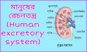 মানুষের রেচনতন্ত্র (Human excretory system)