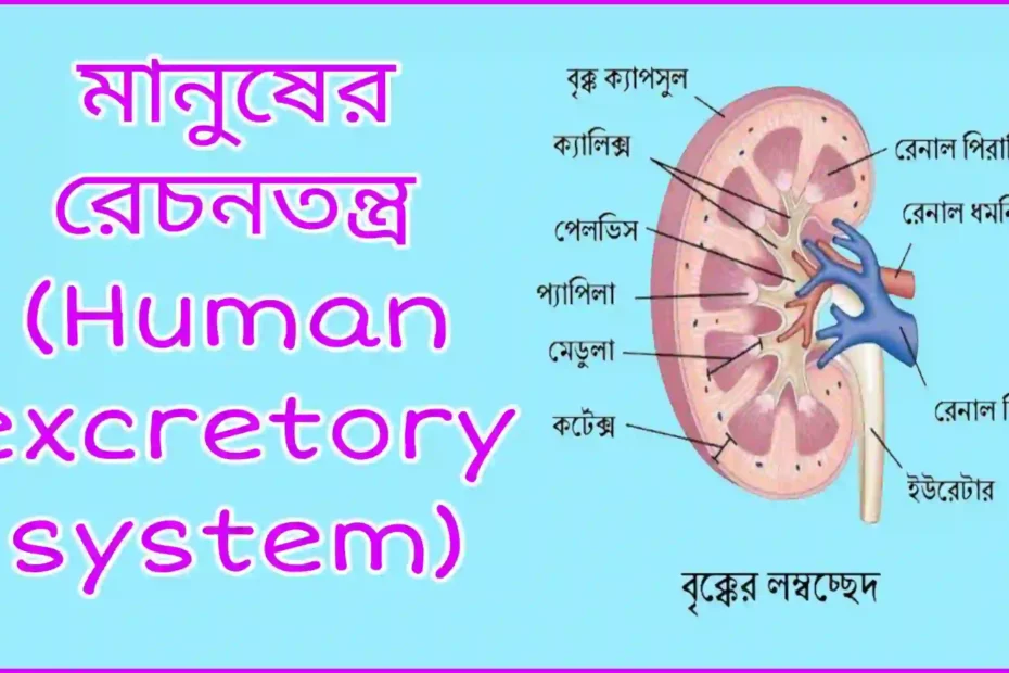মানুষের রেচনতন্ত্র (Human excretory system)